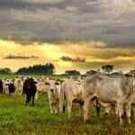 Novo caso de raiva bovina confirma 22ª ocorrência em Mato Grosso em 2024