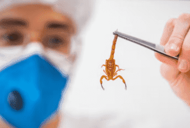 Cuiabá registra aumento alarmante de acidentes com animais peçonhentos em 2025