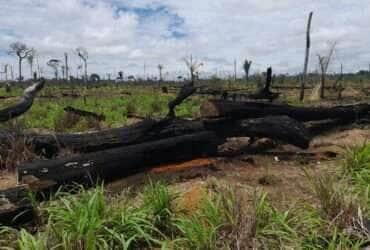 Operação Abafa Amazônia II autua propriedades rurais em Mato Grosso