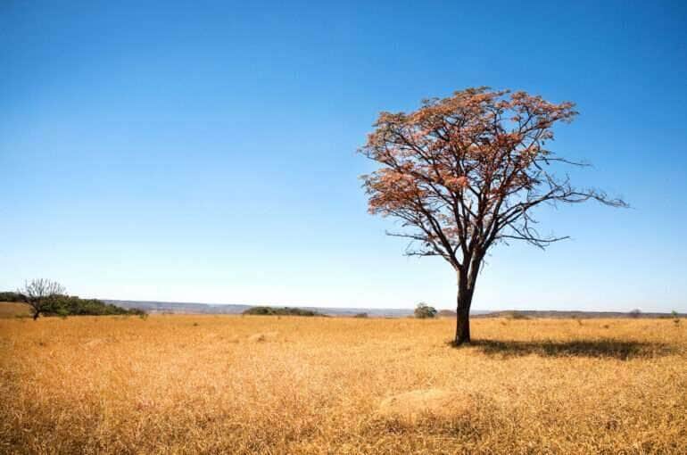 Mato Grosso lidera ranking de desmatamento no Brasil, apesar de metas climáticas ambiciosas