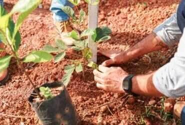 Sorriso planta futuro com mais de 500 mudas nativas e engajamento da comunidade