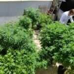 Família enfrenta longa jornada para ter acesso a remédios à base de cannabis