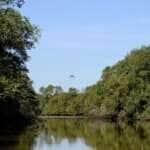 Manguezais da Área de Proteção Ambiental (APA) de Guapi-Mirim e Estação Ecológica da Guanabara, região hidrográfica da Baía de Guanabara.