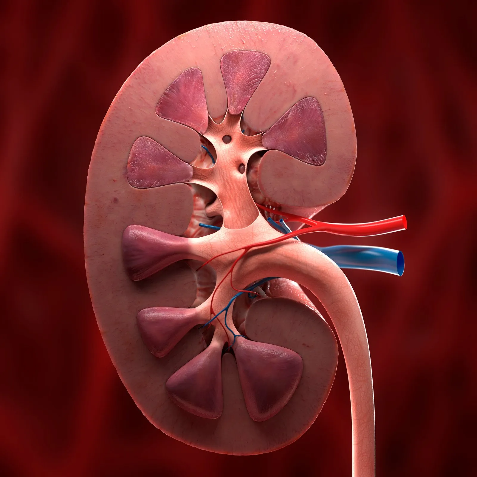 Cuidado com os rins 2 kidney - Fotos do Canva1
