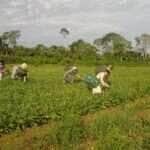 Agricultores familiares fazem colheita manual de feijão-caupi