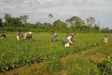 Agricultores familiares fazem colheita manual de feijão-caupi