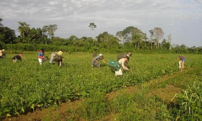Agricultores familiares fazem colheita manual de feijão-caupi