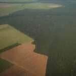 mato grosso areas de lavoura