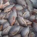 tilapias