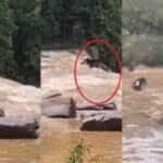 Boi despenca de cachoeira em Mato Grosso