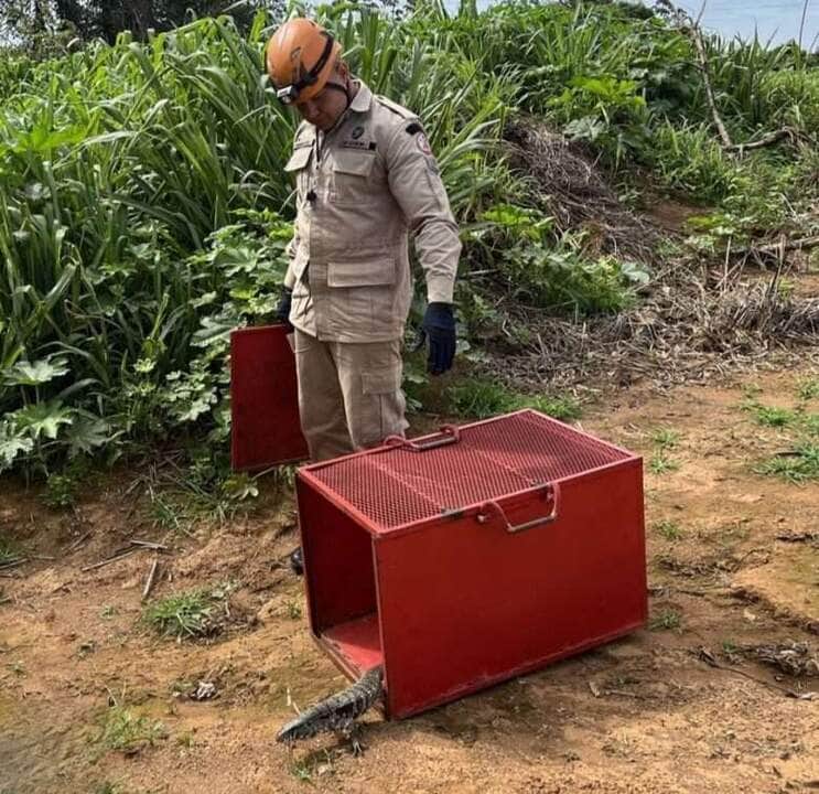 Bombeiros resgatam lagarto teiú dentro de empresa em Campo Verde