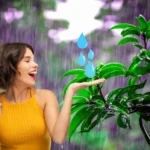 Chuva de Dinheiro