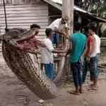 Cobra Gigante