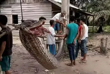 Cobra Gigante