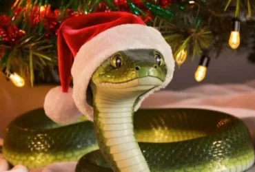 Cobra Verde ano novo.jpg