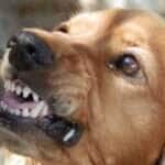 Como identificar e agir aos comportamentos reativos dos cães