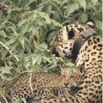 Onça-Pintada encanta com lambeijos em filhote no Pantanal; Assista ao momento emocionante