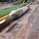 Motorista embriagado causa estragos após invadir canteiro em avenida de Lucas do Rio Verde