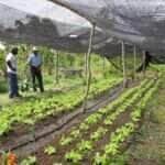 agricultura familiar horta raquel brunelli