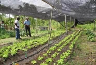 agricultura familiar horta raquel brunelli