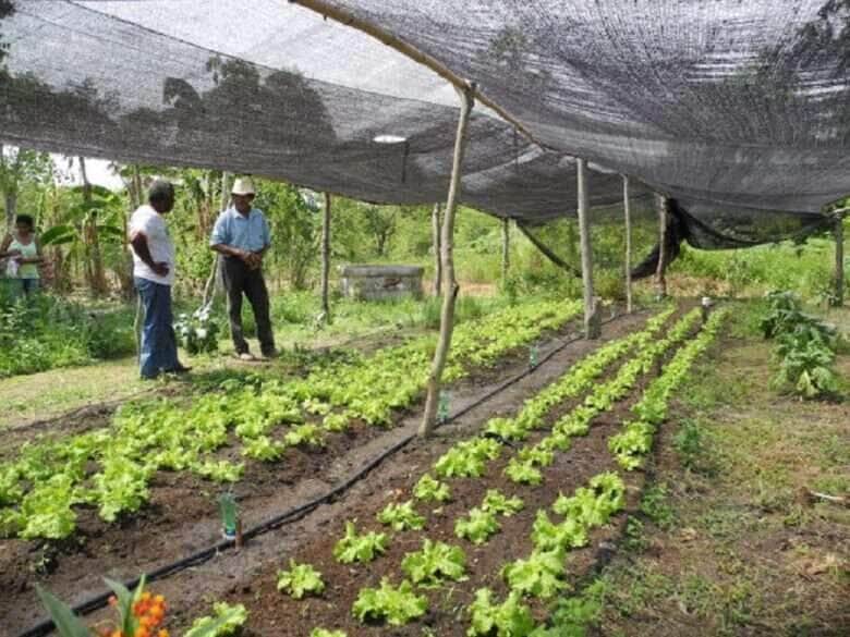 agricultura familiar horta raquel brunelli