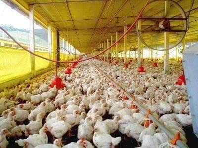 avicultura frangos Arquivo Idaf