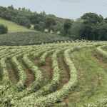 Café do Vale da Grama conquista selo de Indicação Geográfica