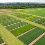 campo experimental CTECNO Bruno Lopes