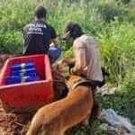 operacao pc drogas e sequestro mt
