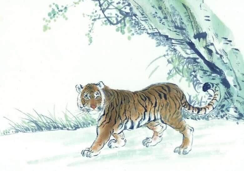 tigre