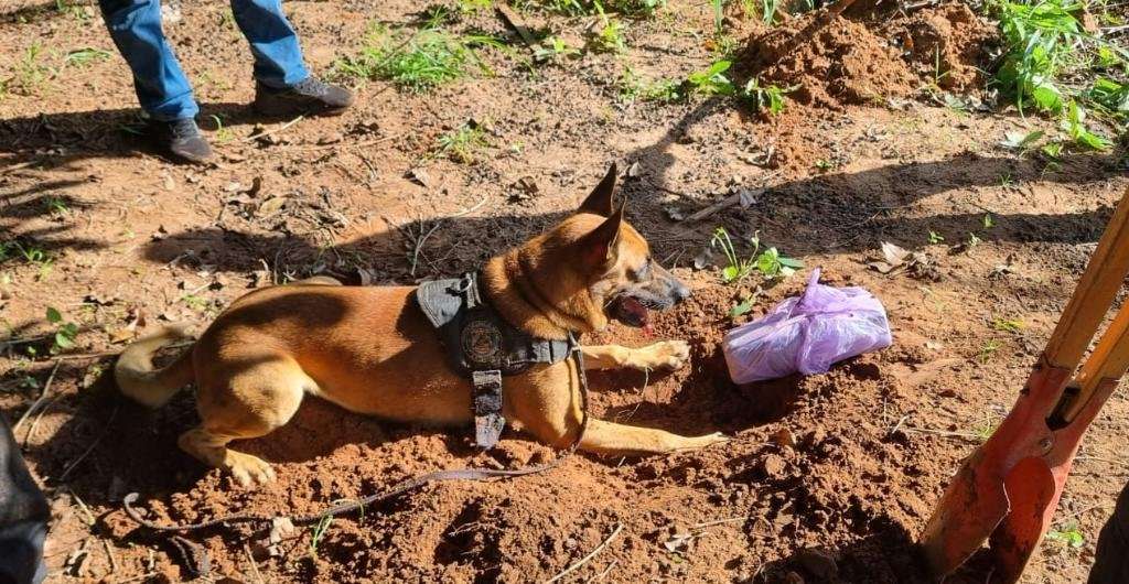 Polícia Civil apreende 34 tabletes de maconha em chácara de Rondonópolis durante operação 12 Policiais localizam drogas enterradas