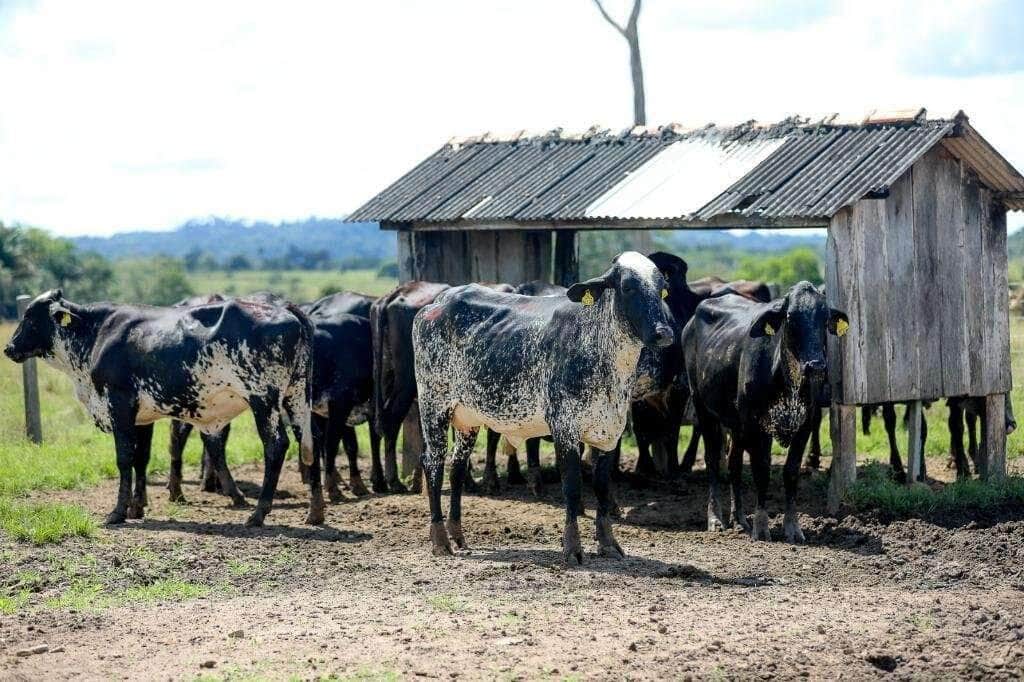 Caminhão isotérmico para leite
