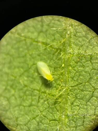 Uma das principais pragas que ocorrem nesse período, é a da mosca-branca (Bemisia tabaci), afetando a produtividade.