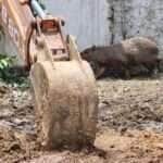 Bombeiros resgatam capivara que estava em área residencial de Sinop