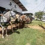 Cavalaria da PM concilia atividade ostensiva e atendimentos sociais para populacao em Mato Grosso