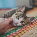 Como agir em emergencias com pets e evitar complicacoes Pixabay 1