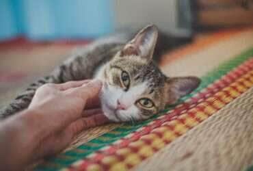 Como agir em emergencias com pets e evitar complicacoes Pixabay 1