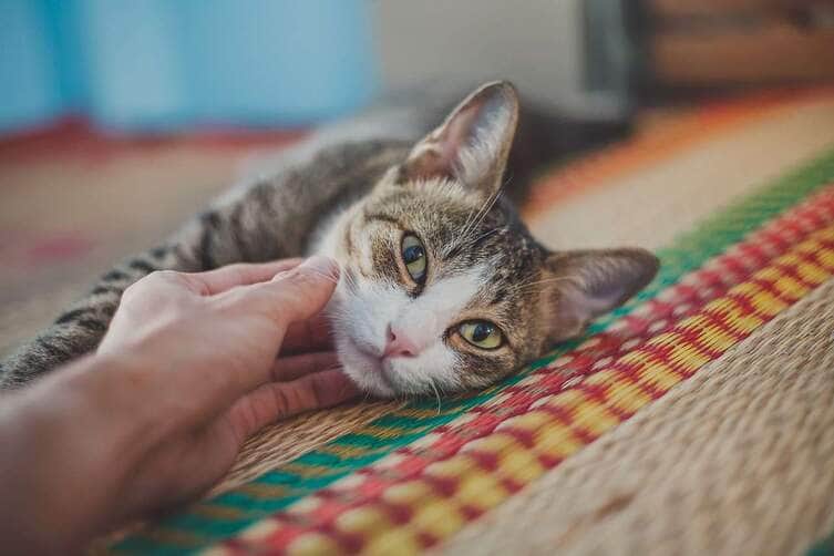 Como agir em emergencias com pets e evitar complicacoes Pixabay 1