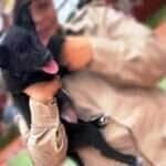 Cães-heróis: Corpo de Bombeiros de Mato Grosso ganha reforço para operações de resgate