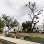 Cuiabá realiza 210 cortes e podas de árvores em 20 dias