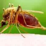 Epidemia de Chikungunya causa primeira morte de 2025 em Mato Grosso