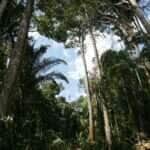 Floresta cipem 25