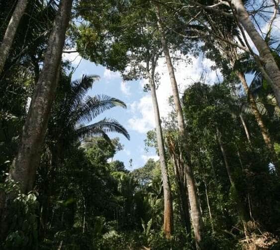 Floresta cipem 25