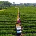 Mato Grosso tem linha de crédito para financiar equipamentos, máquinas e implementos agrícolas