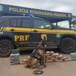 Ministério Público recorre contra soltura de caminhoneiro flagrado com 46 kg de drogas em Mato Grosso