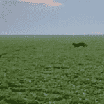 Onça-pintada é vista em área agrícola em Mato Grosso