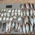 Polícia Civil e Sema combatem pesca ilegal em Barão de Melgaço e prendem um pescador em flagrante