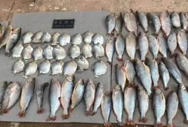 Polícia Civil e Sema combatem pesca ilegal em Barão de Melgaço e prendem um pescador em flagrante