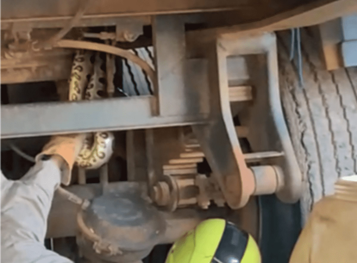 Sucuri é encontrada em oficina de Campo Verde e resgatada pelos Bombeiros