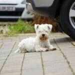 Urina de cães pode comprometer componentes do automóvel